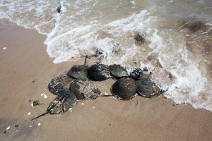 A dozen horsehoe crabs spawning at Plumb Beach