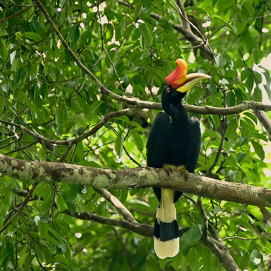 A rhinoceros hornbill on a tree branch in Borneo