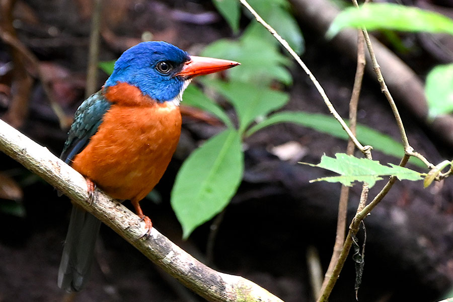 A Sulawesi dwarf kingfisher