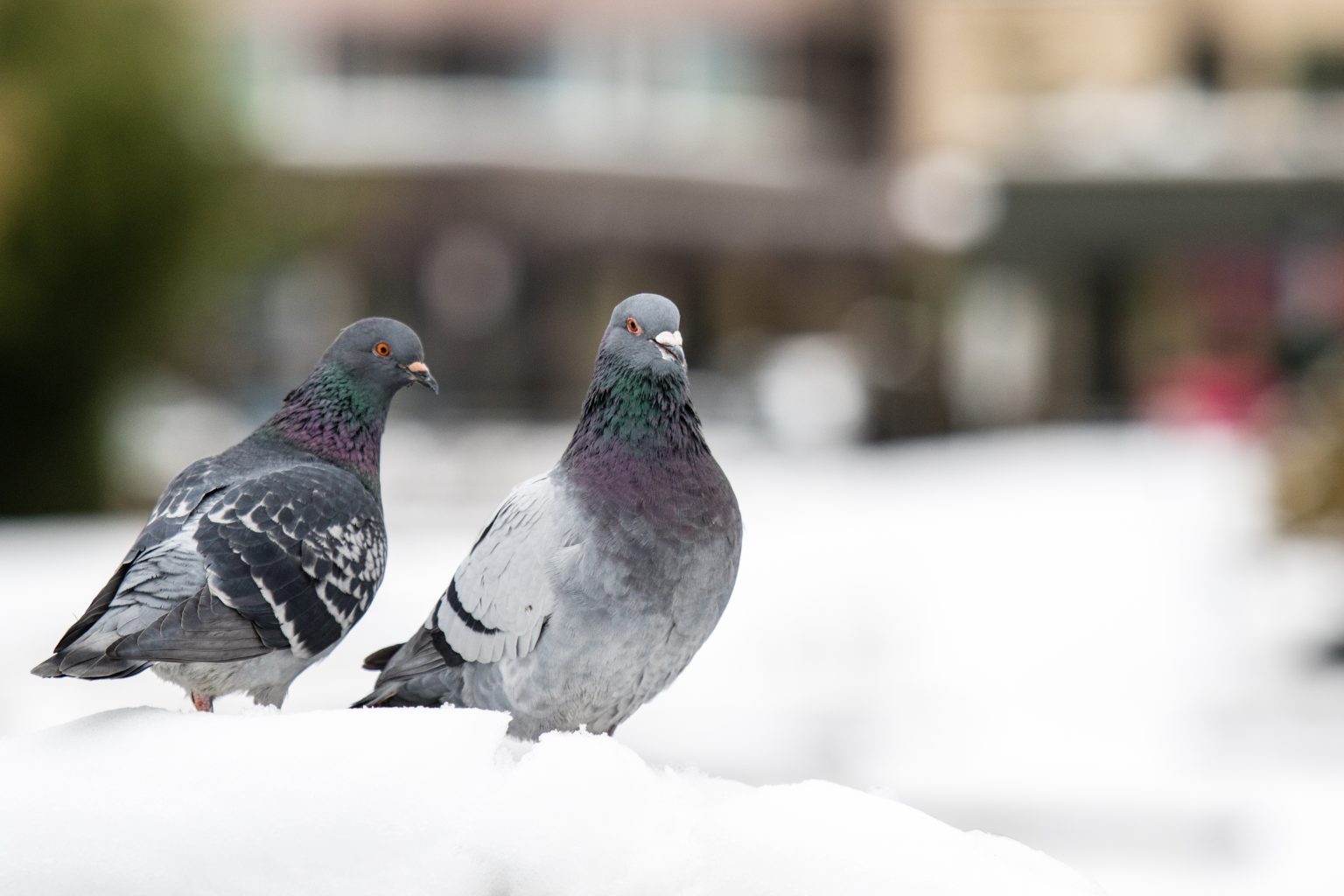 pigeons