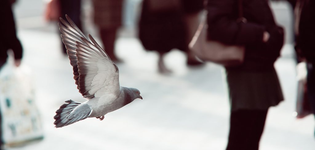 Birds in Flight