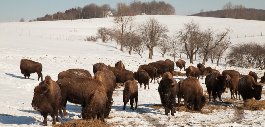 Bison Herd