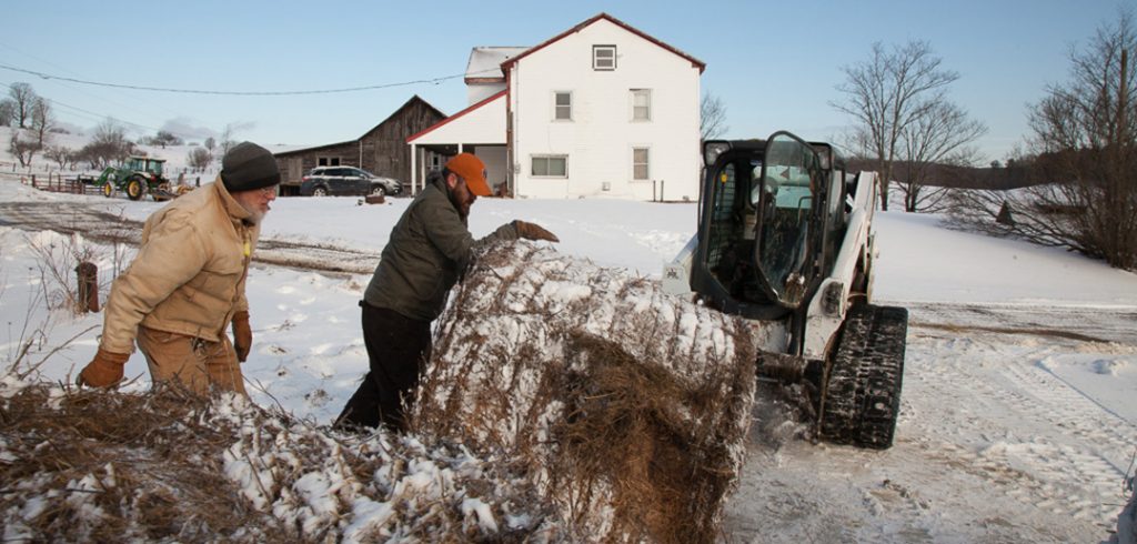 Readying the cattle feed