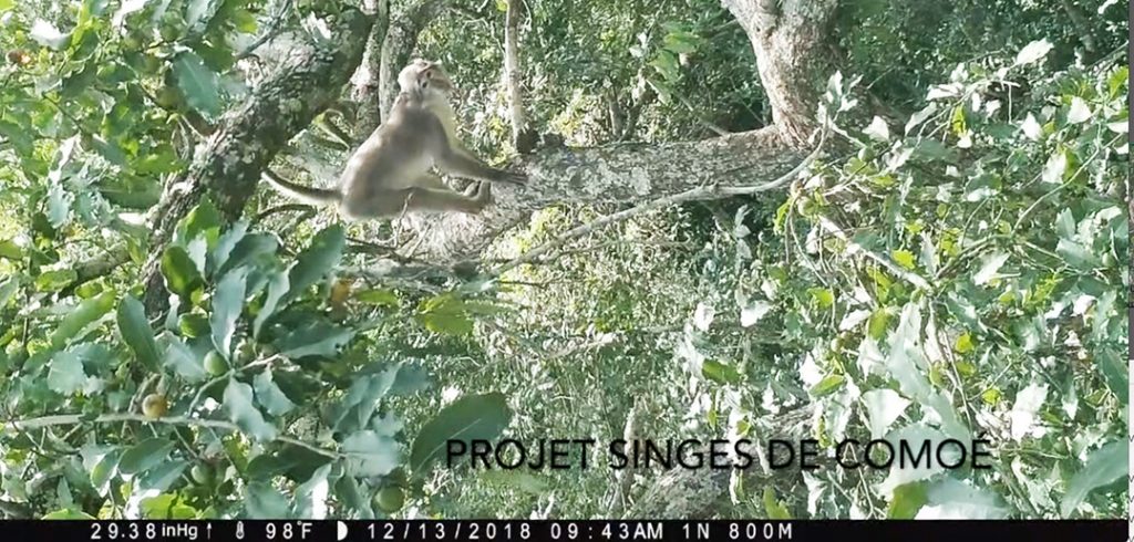 A white naped mangabey standing in a tree