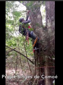 Screenshot of a person climbing a tree while using professional harnesses and other equipment.