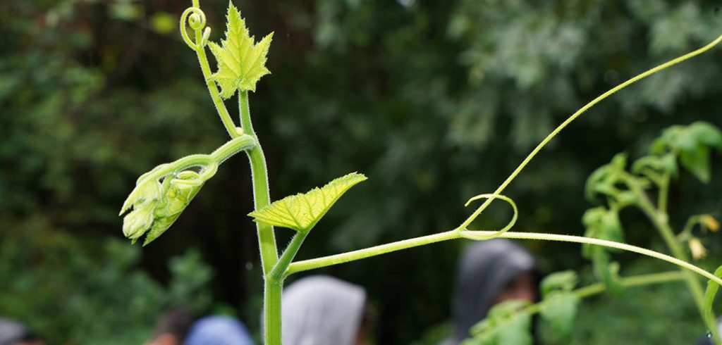 grape vine leaf