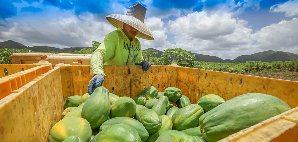 Papayas at farm