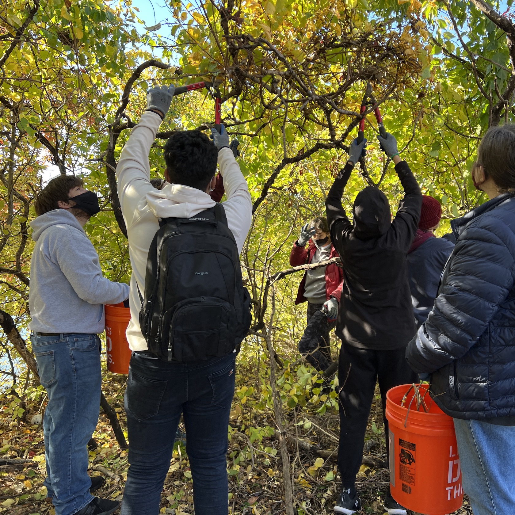 A group of students cut vines off a tree.