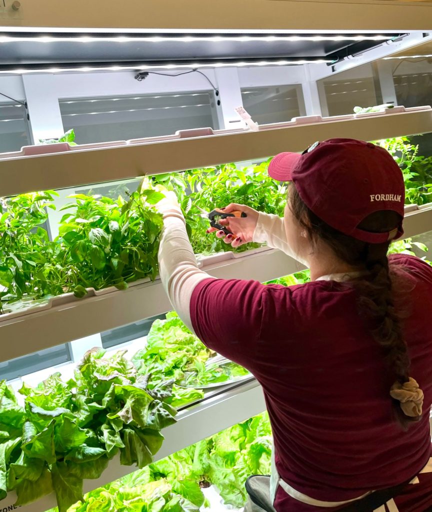 a worker trimming salad