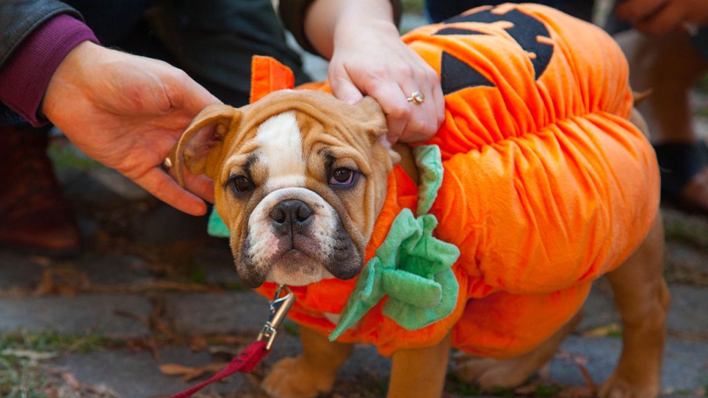 Bull dog puppy in pumpkin halloween costume