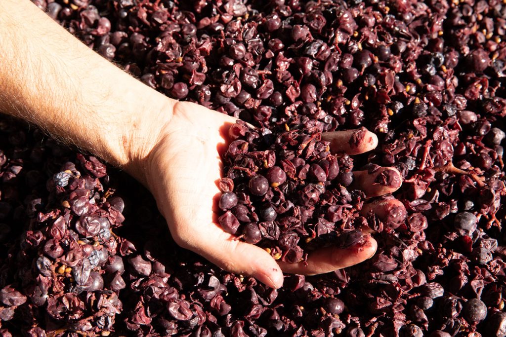 Crushed red grapes, stems included, in the palm of a hand amid more crushed grapes