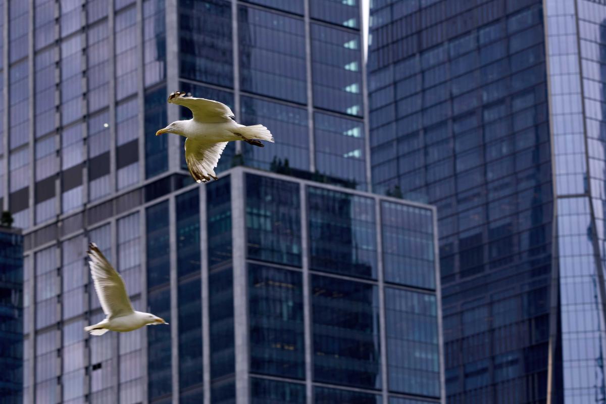 Wildlife on the Javits Center Roofs