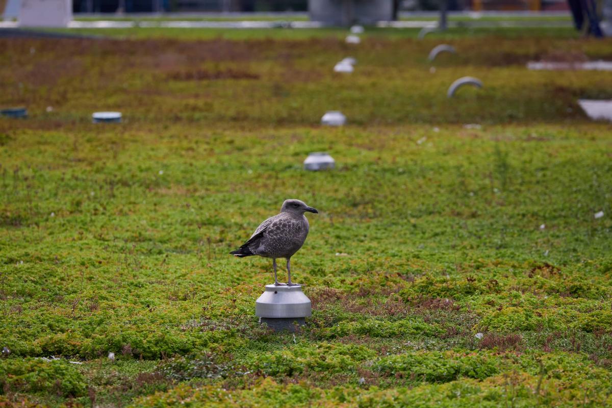 Wildlife on the Javits Center Roofs