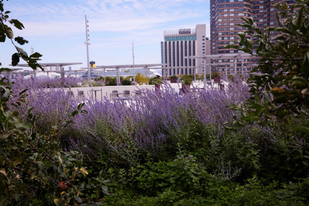 Scenes from the North Building’s Roof