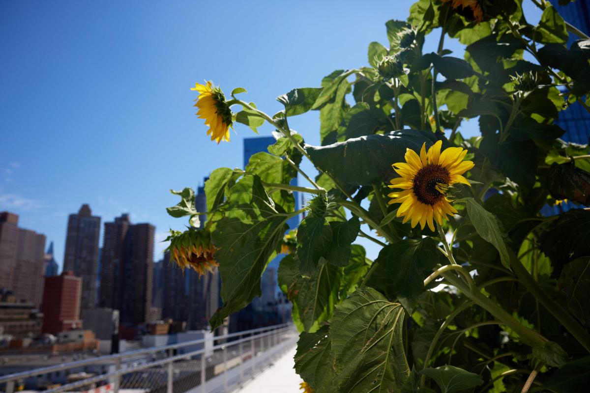 Scenes from the North Building’s Roof