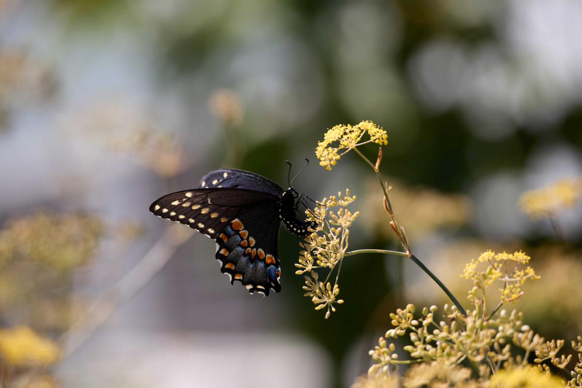 Wildlife on the Javits Center Roofs