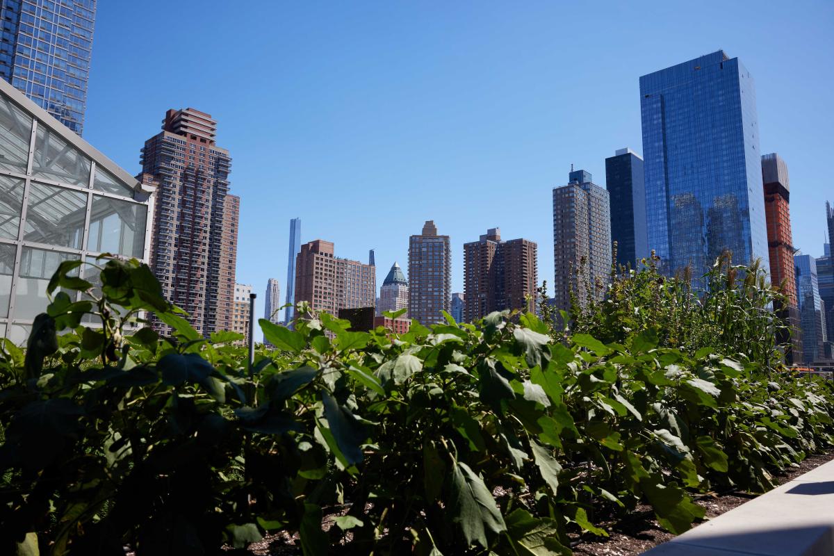 Scenes from the North Building’s Roof